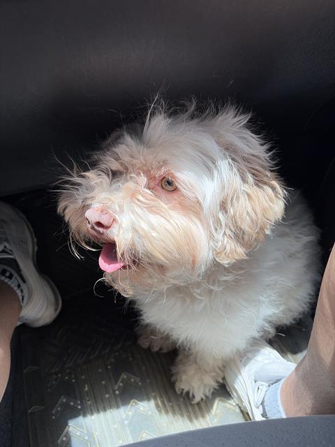 CHICA