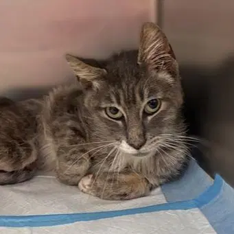 Newbie - Domestic Short Hair