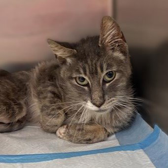 picture of the cat needing adoption