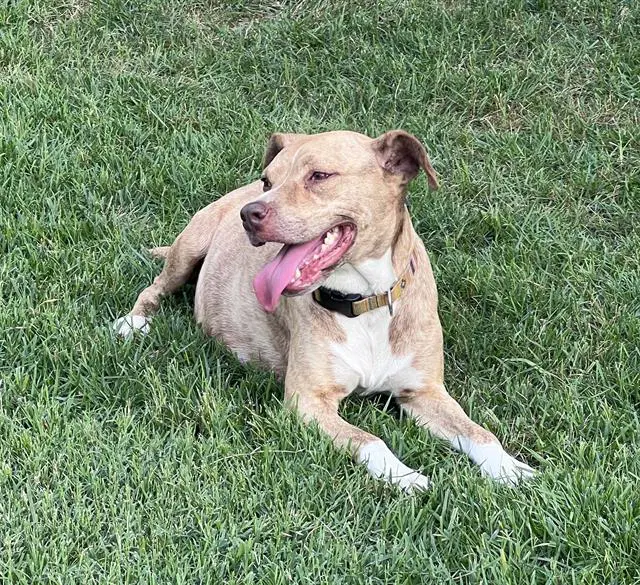 Canela image 1