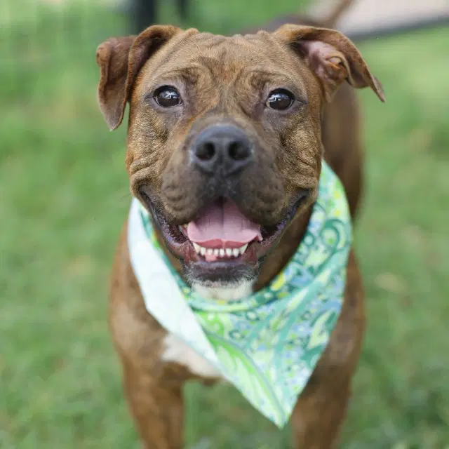 Maddy - American Staffordshire Terrier