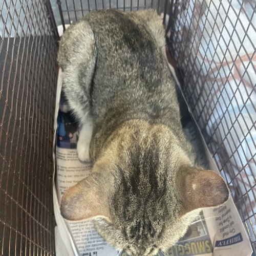 Marty Mcfeline