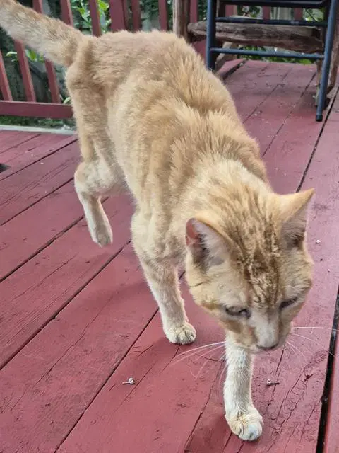Mango - Domestic Short Hair