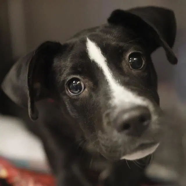 Tootsie - Labrador Retriever