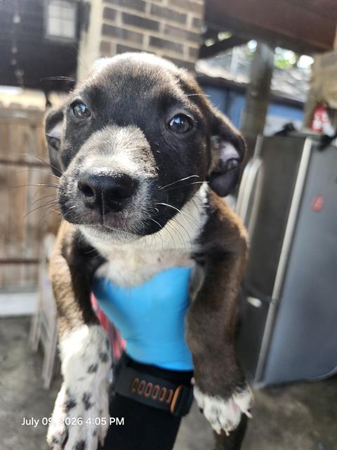 Zuko
