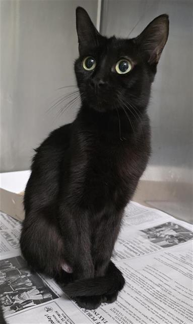PRECIOUS, a cat for adoption from San Antonio Animal Care Services