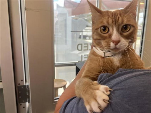 Puss-N-Boots