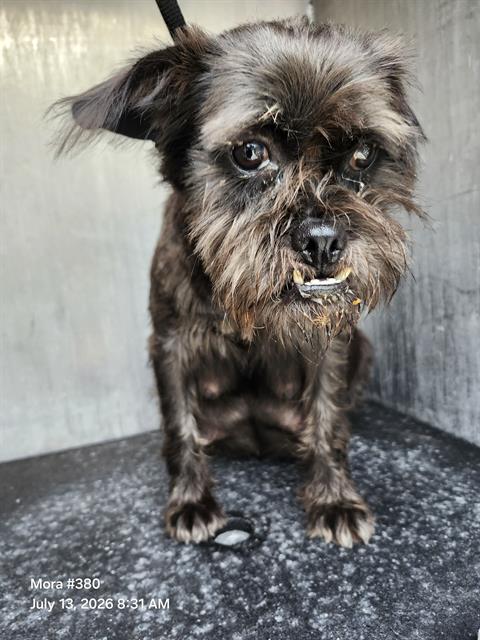 Bonita