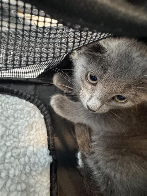 Kitty