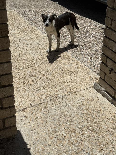 PUP