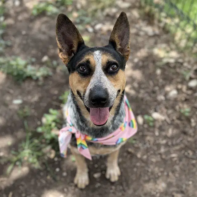Catherine - Australian Cattle Dog/Blue Heeler
