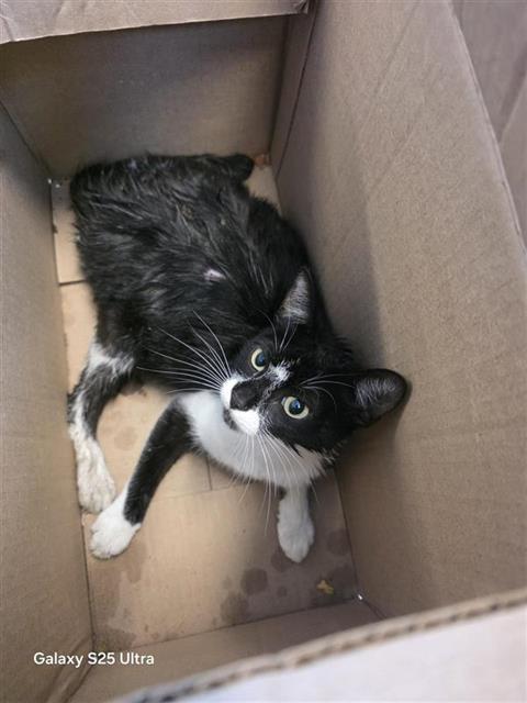 Felina