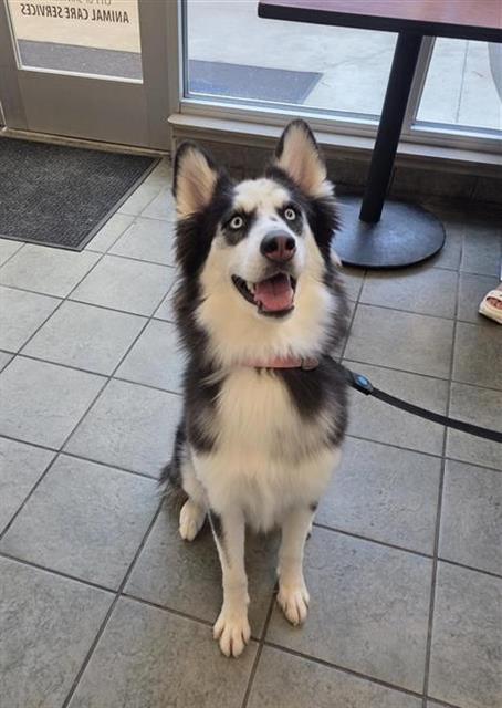 Nova