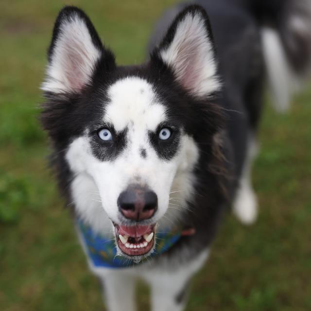 NOVA