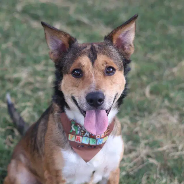 Rawket - American Staffordshire Terrier