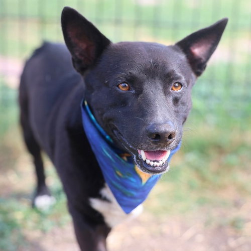 Nato