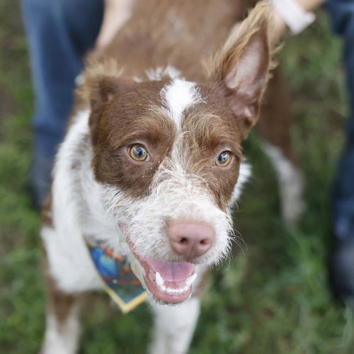 BAYMAX, an adoptable German Shorthaired Pointer in San Antonio, TX