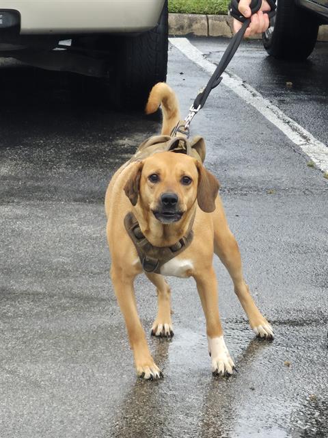 KELLY, an adoptable Rhodesian Ridgeback in San Antonio, TX