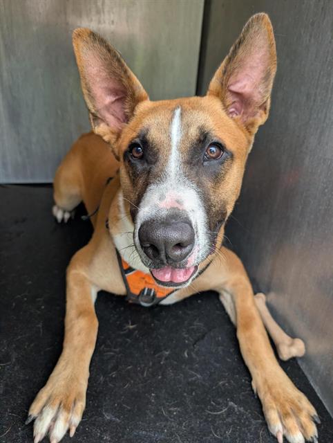 CHUCK, a dog for adoption from San Antonio Animal Care Services
