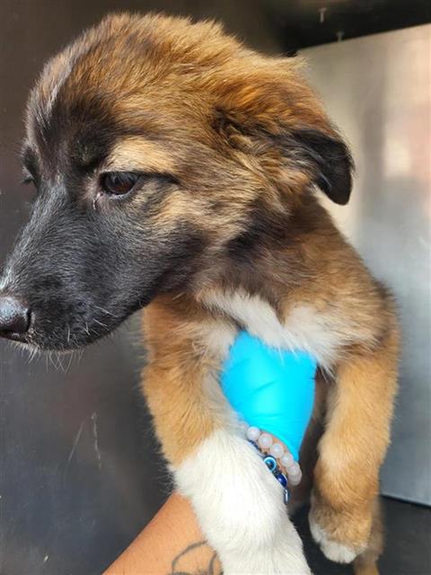 YUKI, an adoptable Akita in San Antonio, TX