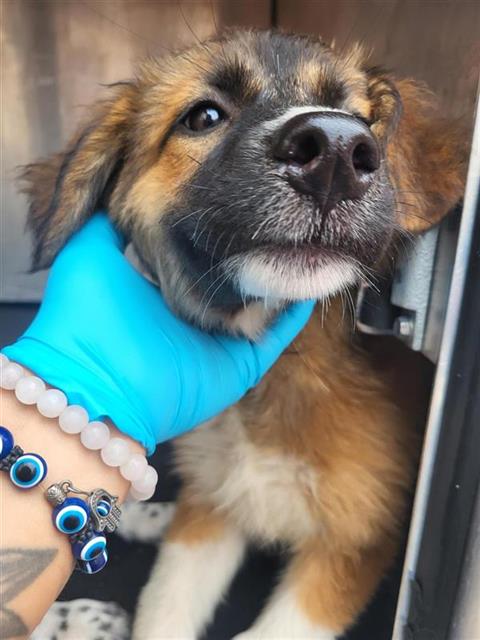SUKI, an adoptable Akita in San Antonio, TX