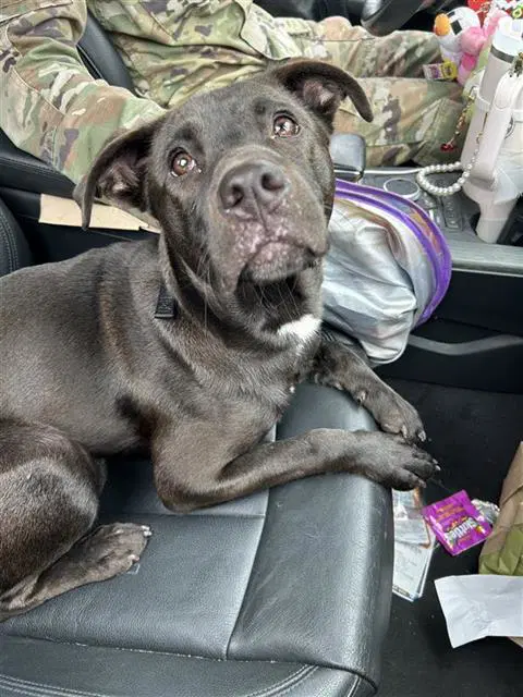 Gizmo - Labrador Retriever