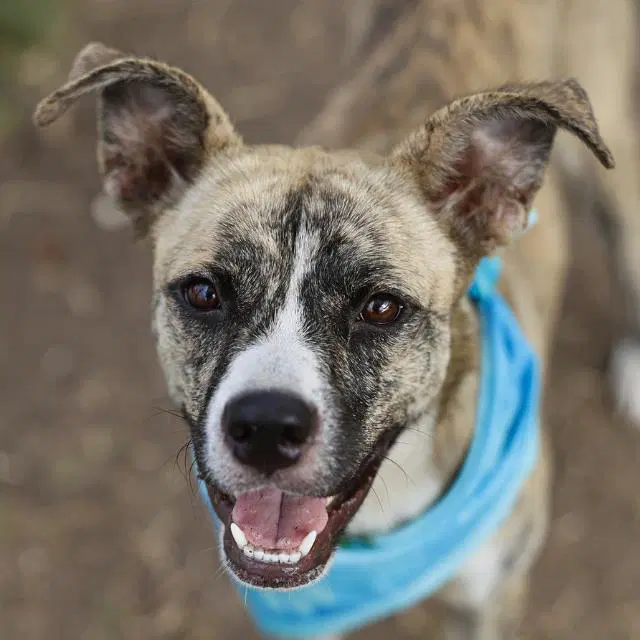 Summer - American Staffordshire Terrier