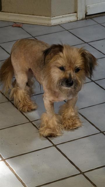 BENJI