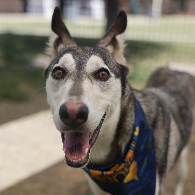 ZAZA
