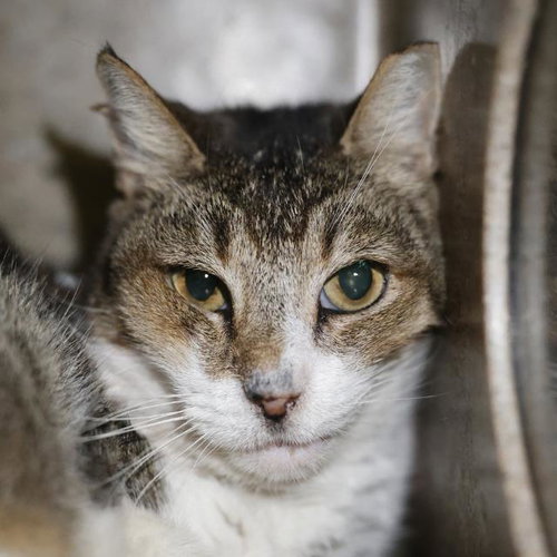 BLUE, a cat for adoption from San Antonio Animal Care Services