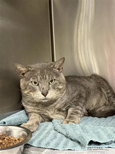 Tiger - Domestic Short Hair