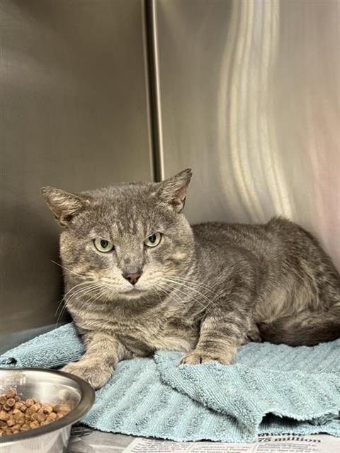 TIGER, a cat for adoption from San Antonio Animal Care Services