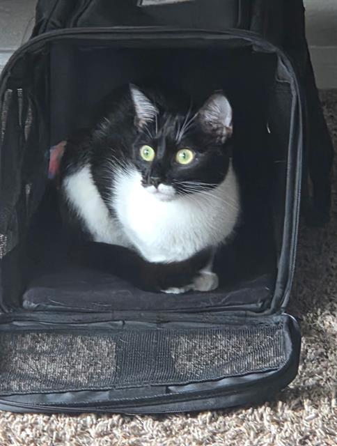 Mishka