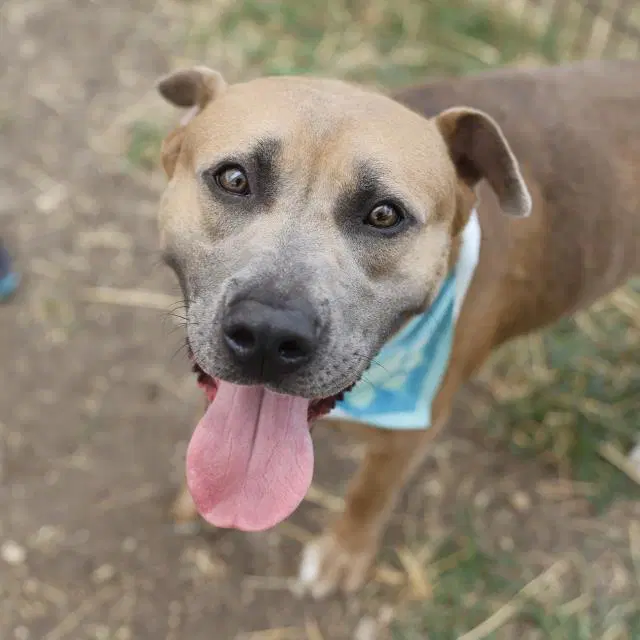 Duke - American Staffordshire Terrier