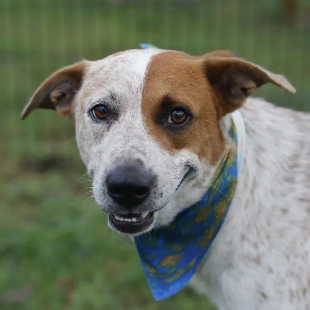 Champ - Australian Cattle Dog/Blue Heeler