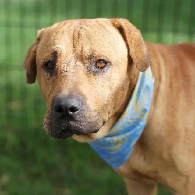 Franco Irons - American Staffordshire Terrier