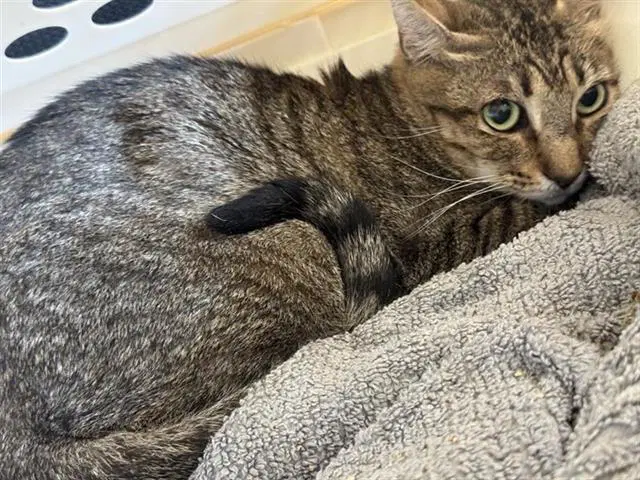 Persephone - Domestic Short Hair