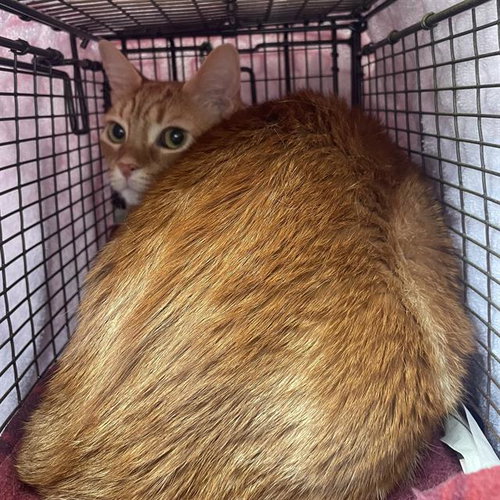 Marmalade