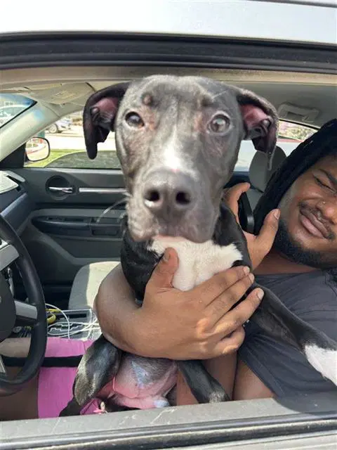 Stax - American Staffordshire Terrier
