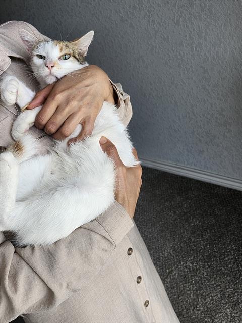 Mimieh