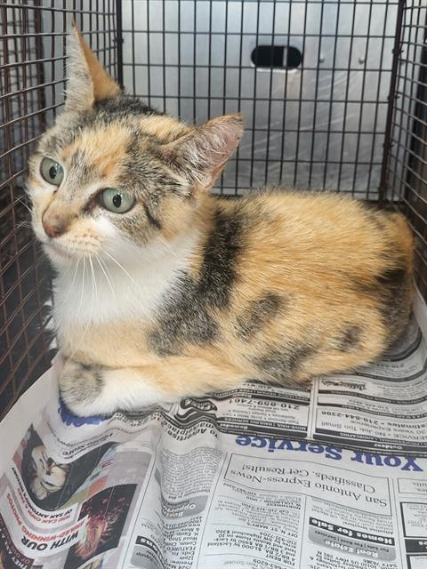 MISS GURL, a cat for adoption from San Antonio Animal Care Services