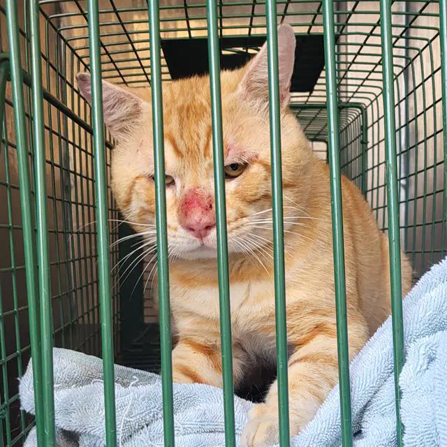 Monte - Domestic Short Hair