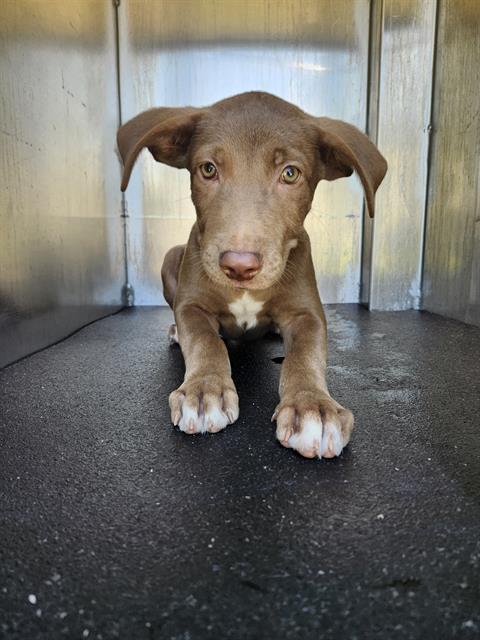 Mocha