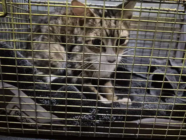 Shell - Domestic Short Hair