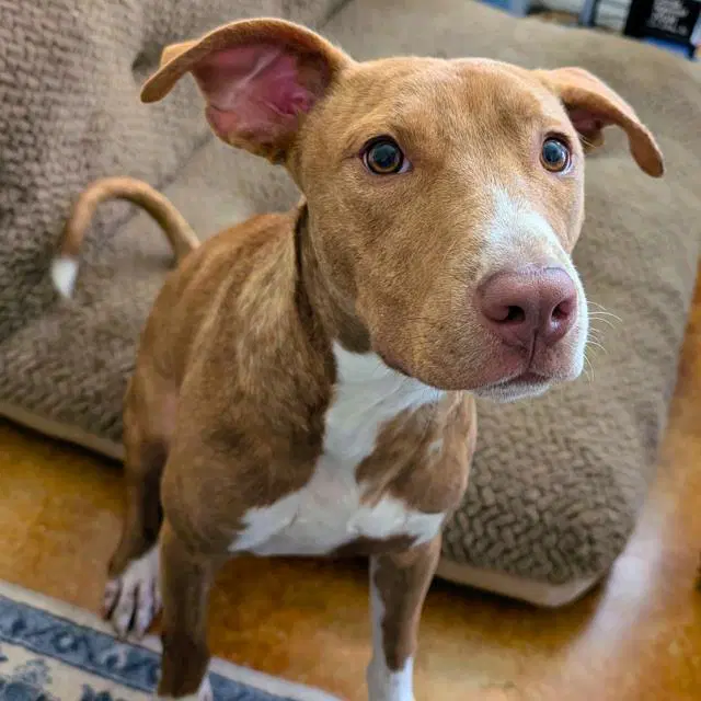 Luffy - American Staffordshire Terrier
