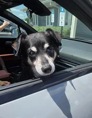 Adam - Rat Terrier