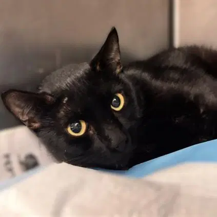 Moon - Domestic Short Hair