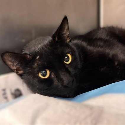 MOON, a cat for adoption from San Antonio Animal Care Services