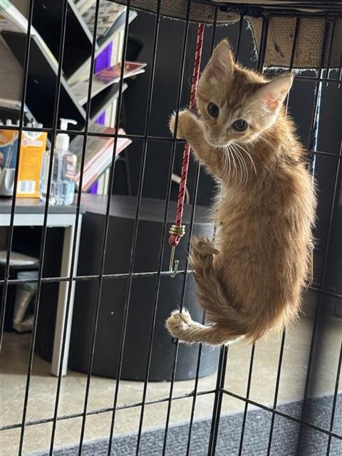 Basil