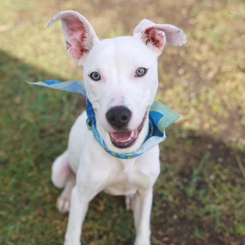 Lady